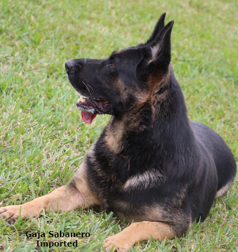 Slovakian german best sale shepherd kennels